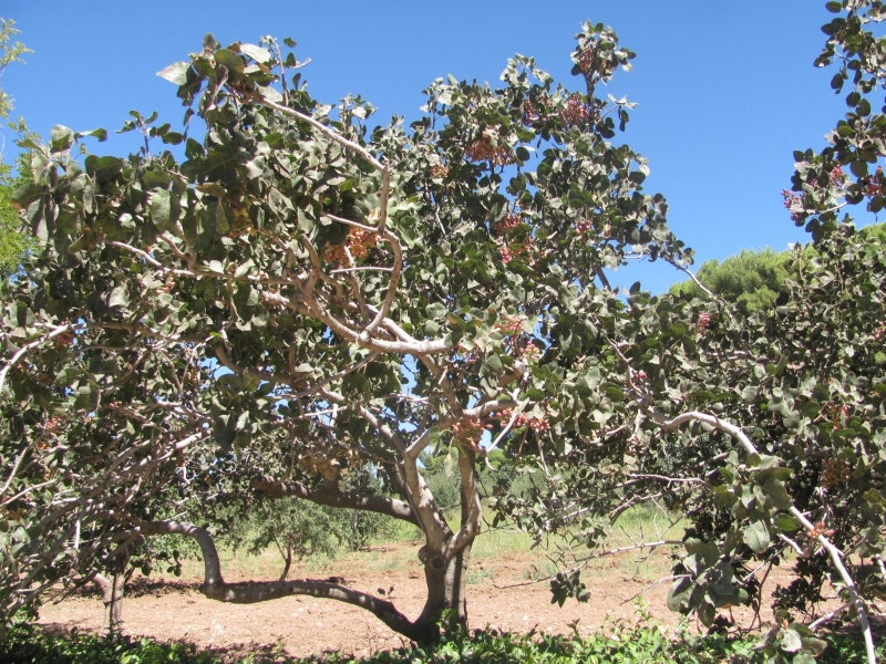 Tarım İl Müdürlüğü Uyardı
