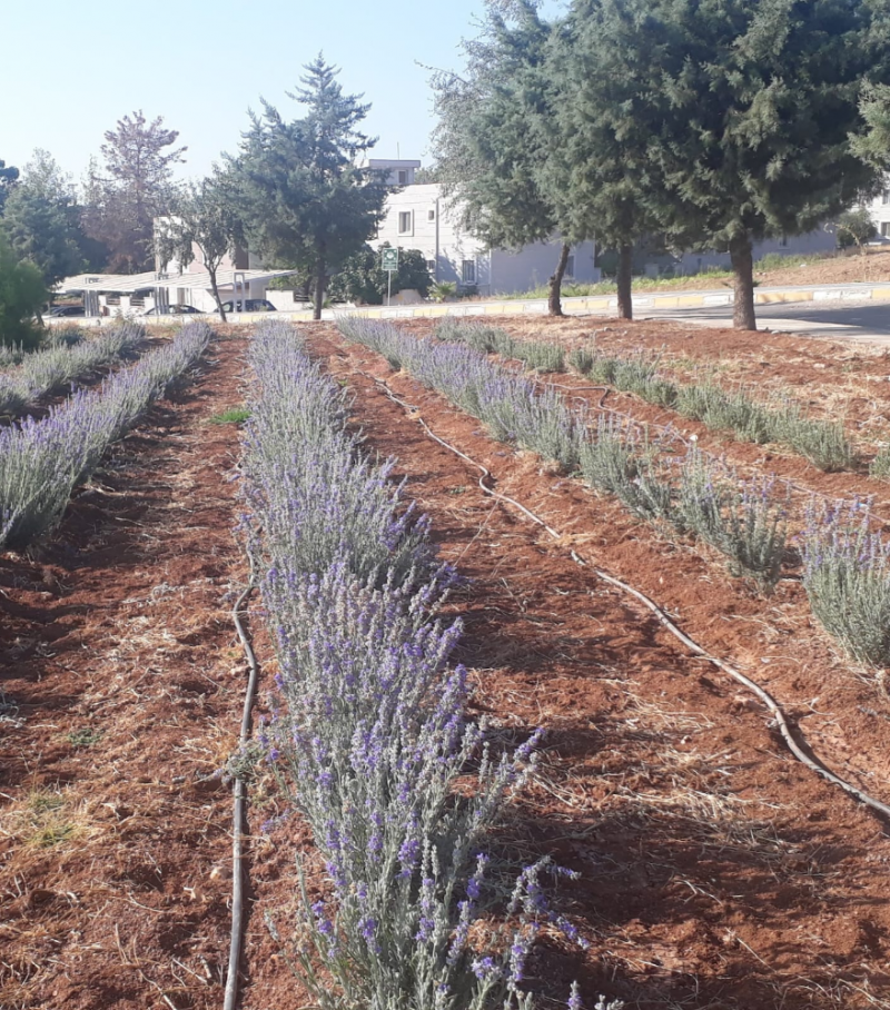 Tarıma Elverişli Olmayan Arazilerin Bitkisi Lavanta; Bir Sefer Ek, 30 Yıl Verim Al