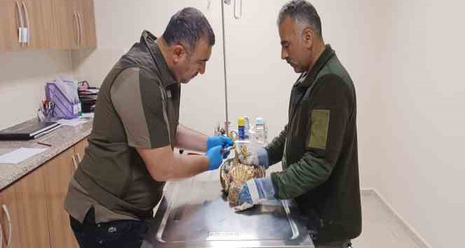 Tedavi altındaki yaban hayvanlarına bayram bakımı