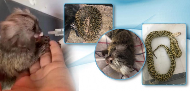 TİCARETİ YAPILMAK İSTENE PİTON VE PARMAK MAYMUNA EL KONULDU