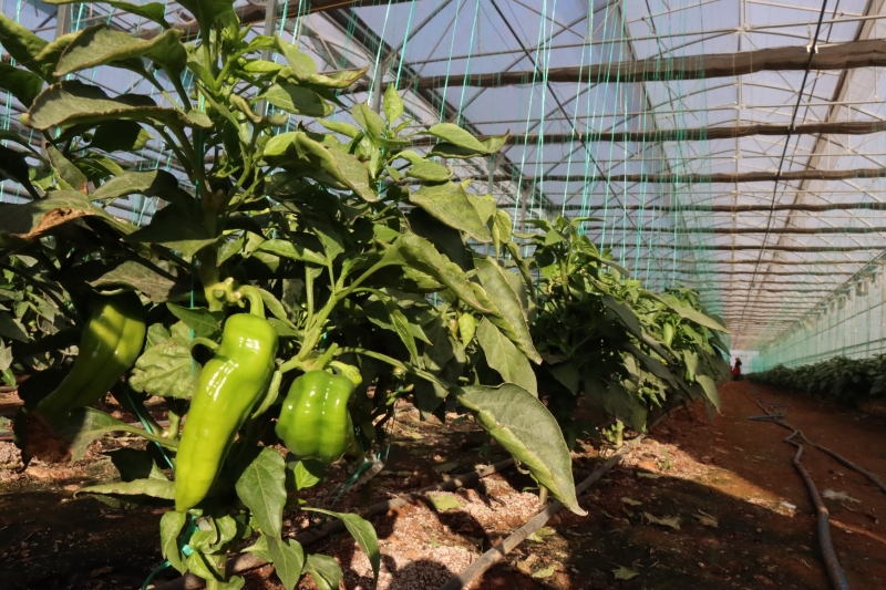 TOPLUM TEMELLİ SERACILIK” PROJESİNDE HASAT DEVAM EDİYOR