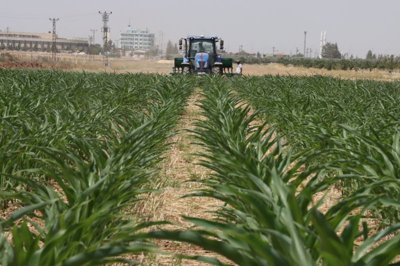 TOPRAK İŞLEMESİZ TARIM UYGULAMALARI ÇİFTÇİYE MODEL OLUYOR