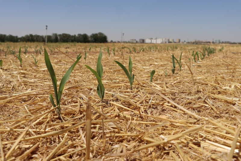 TOPRAK SÜRÜLMEDEN MISIR EKİLDİ, YEŞERMEYE BAŞLADI
