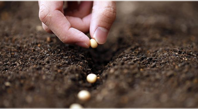 TÜRKİYE TOHUMDA NET İHRACATÇI