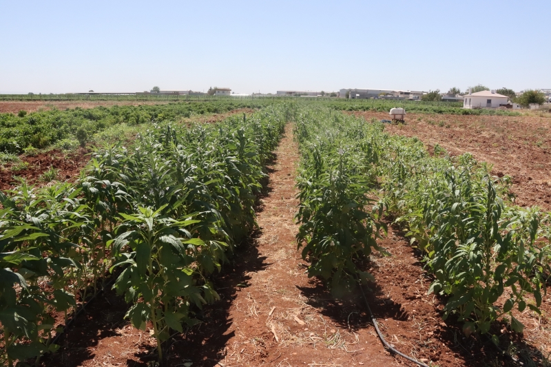 URFA SUSAMI, ŞANLIURFA BÜYÜKŞEHİR BELEDİYESİ İLE YENİDEN HAYAT BULUYOR