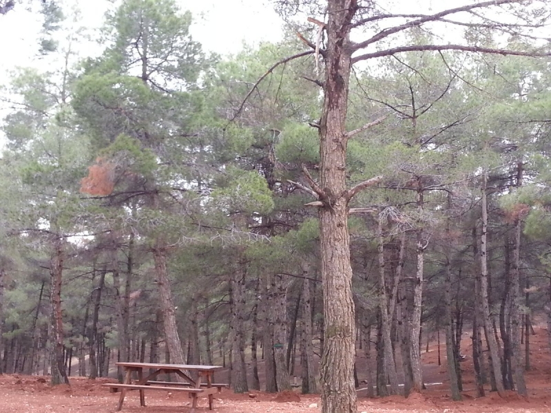 VALİLİK KARAR ALDI ORMAN ALANLARINA GİRİŞLER YASAKLANDI