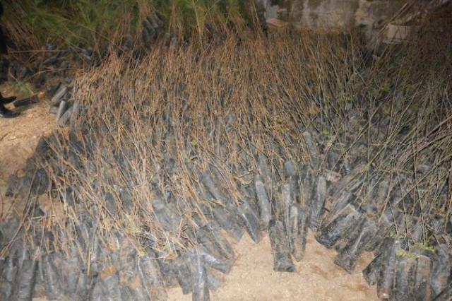 Viranşehir İlçe Tarım'dan Ücretsiz Fidan Dağıtımı